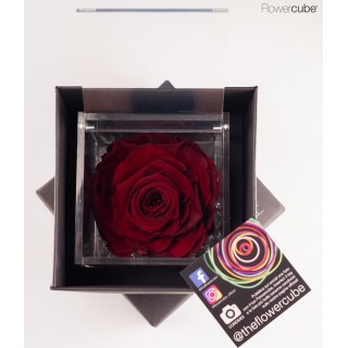 FLOWERCUBE ROSA 10X10 + PACKAGING - BORDEAUX/BURGUNDY