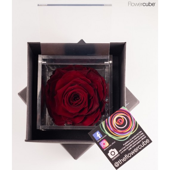 FLOWERCUBE ROSA 10X10 + PACKAGING - BORDEAUX/BURGUNDY