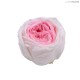 3 ENGLISH ROSE - d. 6 cm - MIN. 1 BOX- COLORE ROSA PASTELLO