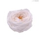 3 ENGLISH ROSE - d. 6 cm - MIN. 1 BOX - COLORE BIANCO