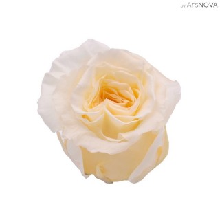 3 ROSE ROMANTIC d.6 cm - COLORE AVORIO