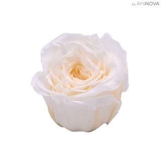 3 ROSE ROMANTIC d.6 cm - COLORE BIANCO
