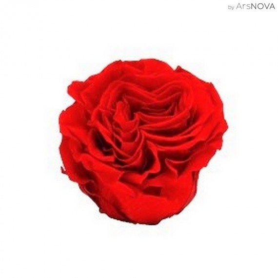 3 ROSE ROMANTIC d.6 cm - COLORE ROSSO CHIARO