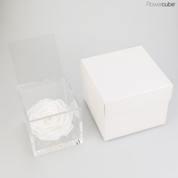 FLOWERCUBE cm 10X10 ROSA GRAN PRIX PROFUMATA - scatola bianca + borsa bianca - COLORE BIANCO