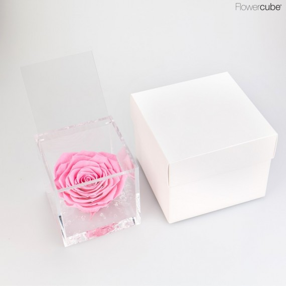 FLOWERCUBE cm 10X10 ROSA GRAN PRIX PROFUMATA - scatola bianca + borsa bianca - COLORE ROSA