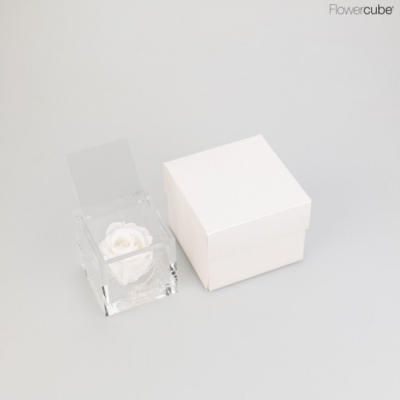 FLOWERCUBE cm 6X6 ROSA CHERIE PROFUMATA - scatola bianca + borsa bianca - COLORE BIANCO