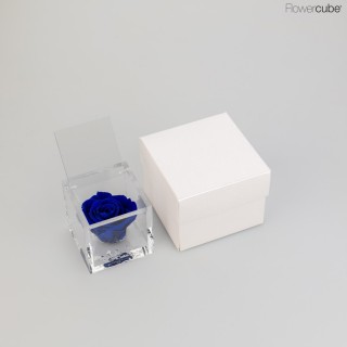 FLOWERCUBE cm 6X6 ROSA CHERIE PROFUMATA - scatola bianca + borsa bianca - COLORE BLU