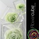 FLOWERCUBE ROSA 8X8 + PACKAGING - VERDE/GREEN