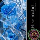 FLOWERCUBE ROSA 6X6 + PACKAGING - AZZURRO/LIGHT BLUE