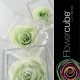 FLOWERCUBE ROSA 6X6 + PACKAGING - VERDE/GREEN