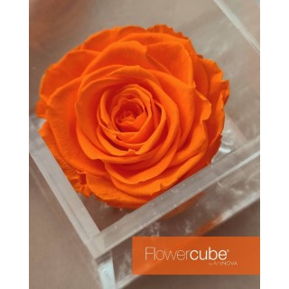FLOWERCUBE ROSA 10X10 + PACKAGING - ARANCIO/ORANGE