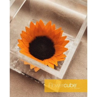 FLOWERCUBE SUNFLOWER 12X12 + PACKAGING - GIRASOLE