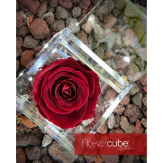 FLOWERCUBE ROSA 8X8 + PACKAGING - BORDEAUX/BURGUNDY