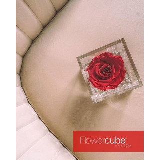 FLOWERCUBE ROSA 10X10 + PACKAGING - CORALLO/CORAL