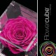 FLOWERCUBE ROSA 10X10 + PACKAGING - FUCSIA/FUCHSIA