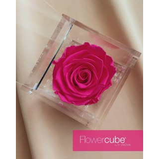 FLOWERCUBE ROSA 8X8 + PACKAGING - FUCSIA/FUCHSIA