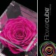FLOWERCUBE ROSA 8X8 + PACKAGING - FUCSIA/FUCHSIA