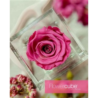 FLOWERCUBE ROSA 10X10 + PACKAGING - MIRTILLO/BLUEBERRY