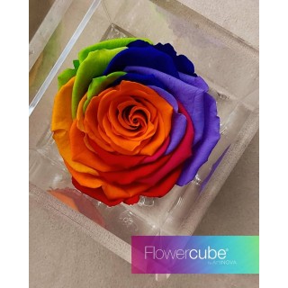 FLOWERCUBE ROSA 6X6 + PACKAGING - RAINBOW