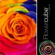 FLOWERCUBE ROSA 6X6 + PACKAGING - FARBE RAINBOW