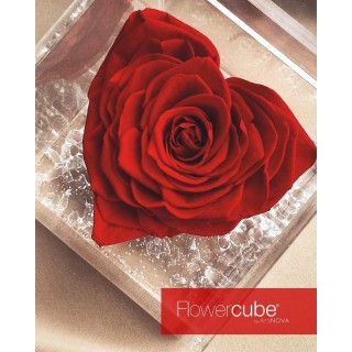 FLOWERCUBE ROSE HEART BACCARA 8X8 + PACKAGING - ROSSO/RED CUORE