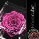 FLOWERCUBE SPECIAL ED. ROSA 8X8 + PACKAGING - COLORE MIRTILLO