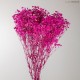 GYPSOPHILA PREMIUM FUCHSIA h.70 cm.120 gr.