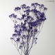 GYPSOPHILA PREMIUM PURPLE h.70 cm.120 gr.