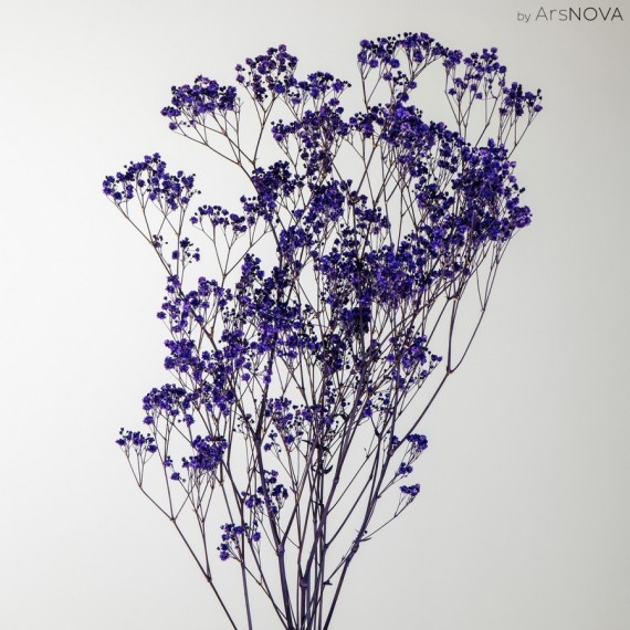 GYPSOPHILA PREMIUM PURPLE h.70 cm.120 gr.