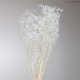 GYPSOPHILA WHITE h.70 cm.100 gr.