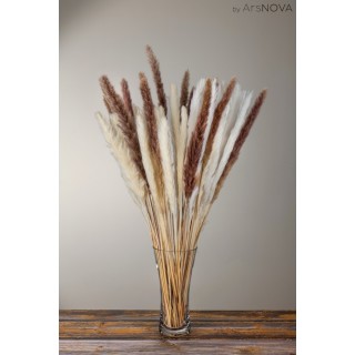 SMALL PAMPAS NATURAL h 50/70 CM 15 STEMS