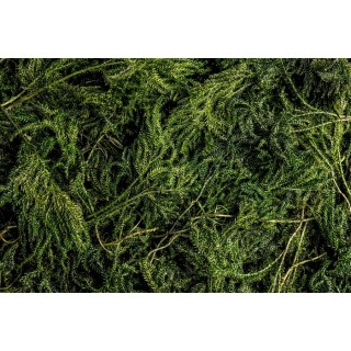 LICOPODIUM GREEN IN TUFTS ˜300 GR