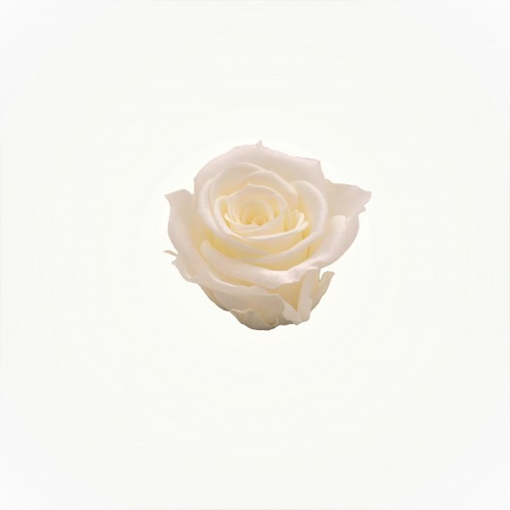 6 ROSE CHERIE d.4 cm - COLORE CHARDONNAY