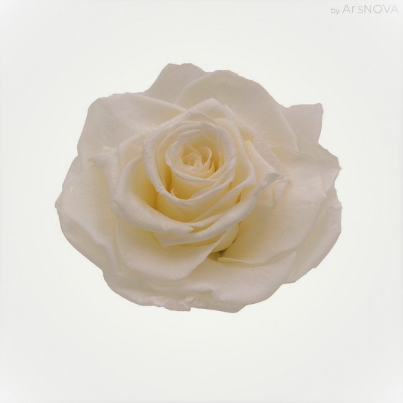 1 ROSA GRAN PRIX d.10 cm - COLORE CHARDONNAY