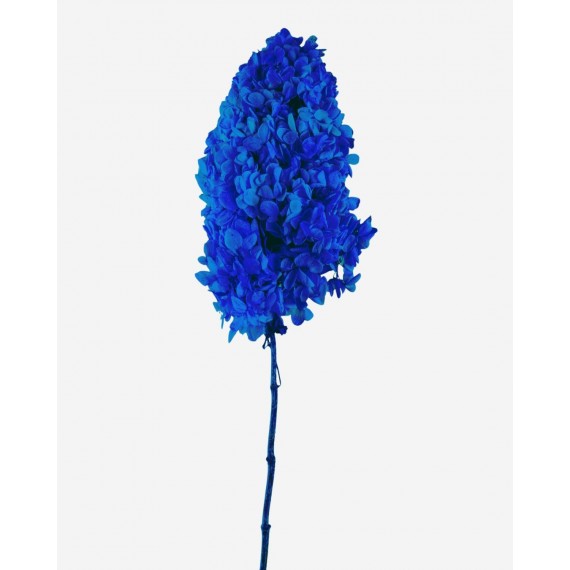 HYDRANGEA PANICULATA - h 60/80 cm BLUE