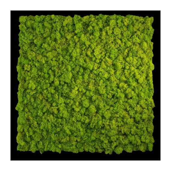 GREEN MODULES - TEXTURE LICHENE STANDARD - 75 X 75 cm - MAY GREEN