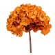 HYDRANGEA PREMIUM d.20/25 cm - h 50 cm ORANGE