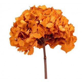 HYDRANGEA PREMIUM d.20/25 cm - h 50 cm ORANGE