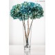 HYDRANGEA PREMIUM BICOLOUR MARINE BLUE