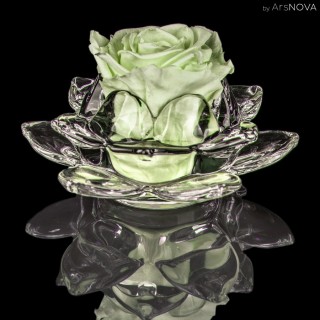 SET LA ROSA GLASS MAX d.12  HARMONY - H&F Fragrance - The Verde & Menta 30 ml - PASTEL GREEN COLOR