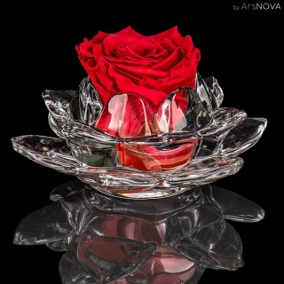 SET LA ROSA GLASS MAX d.12  PASSION - H&F Fragrance - RosaTaif  30 ml - RED COLOR
