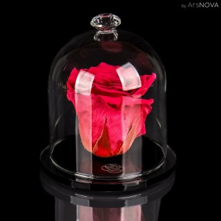 SET DIAMOND ENCHANTED ROSE 10 cm  - PASSION H&F F.100 ml Rosa Taif - Red Color
