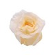 24 ROSES ROMANTIC d.6 cm - IVORY