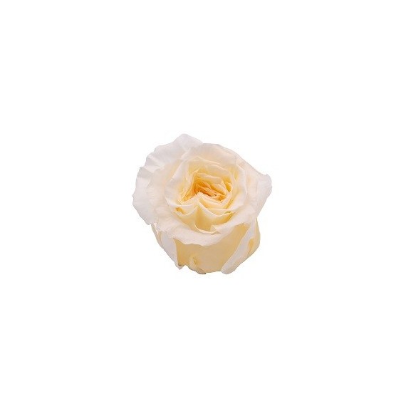 24 ROSES ROMANTIC d.6 cm - IVORY