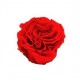 24 ROSES ROMANTIC d.6 cm - LIGHT RED