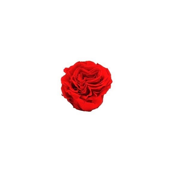 24 ROSES ROMANTIC d.6 cm - LIGHT RED