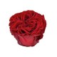 24 ROSES ROMANTIC d.6 cm - RED