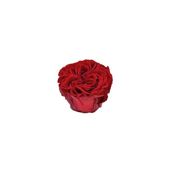 24 ROSES ROMANTIC d.6 cm - RED