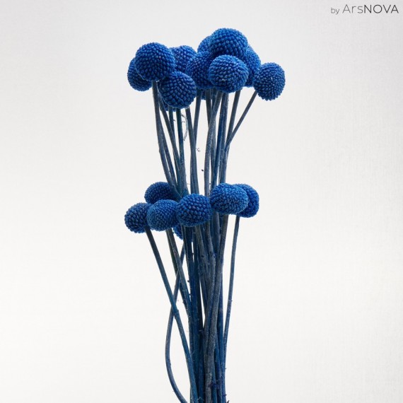 CRASPEDIA BLUE H. 50 CM - 20 STEMS