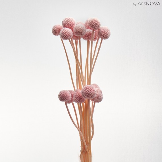 CRASPEDIA PINK H. 50 CM - 20 STEMS